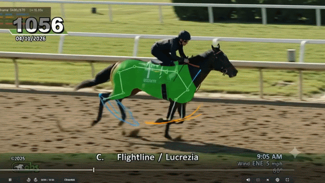Horse rep and strides